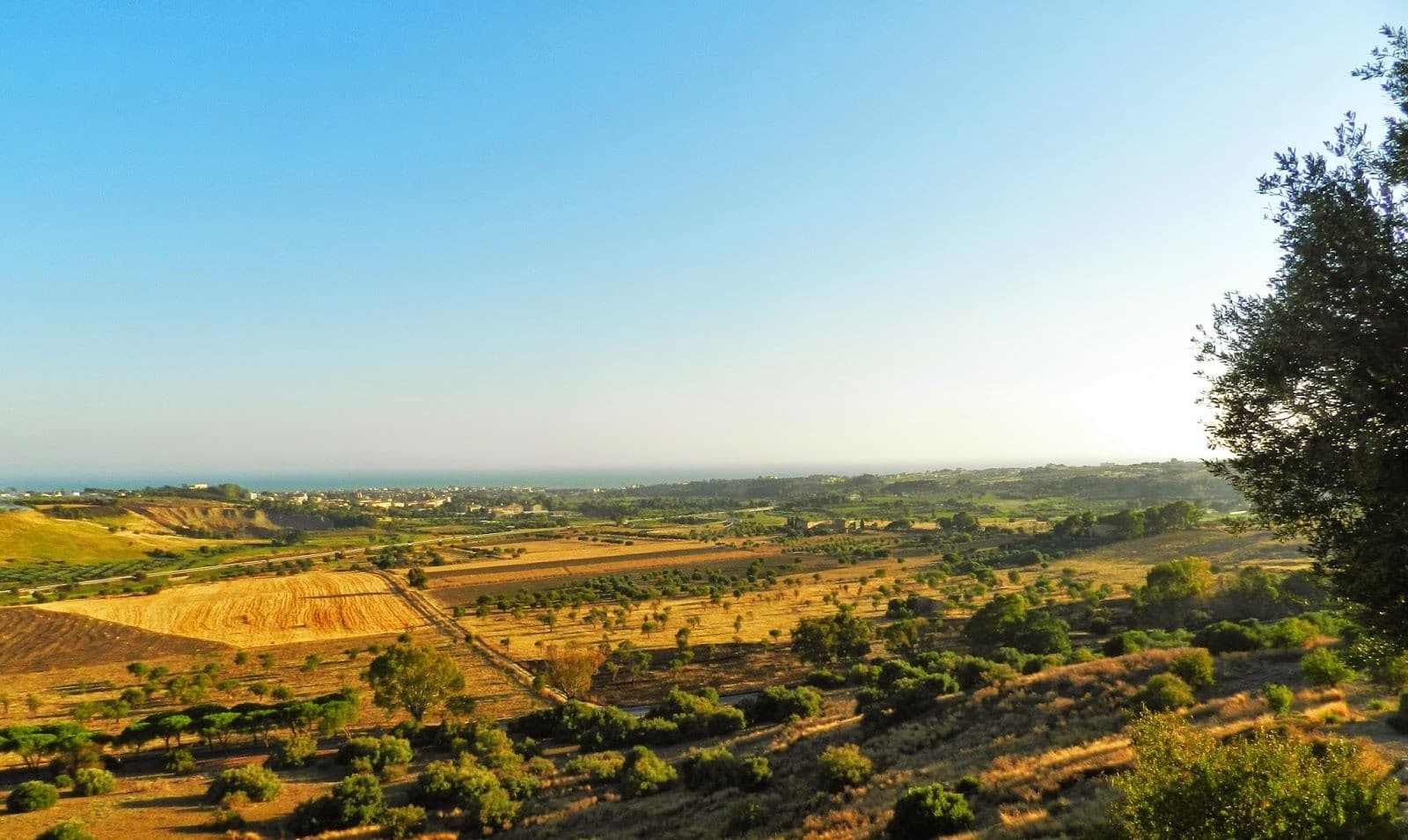 Paesaggio siciliano con alberi e campi coltivati